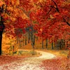 elisabeth__0204