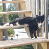travis.the.cat