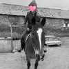 horses.737372