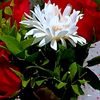 hodan.noor4