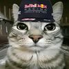 blasgatito128
