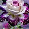 suheylaceyhan82