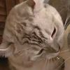 nellie_noodles67