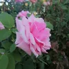 alliahmad20
