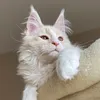 YukiTheMainecOon