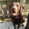 buddythechoclab2