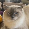 ilovecats36281905