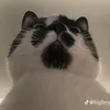 ie.mjey