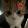 duyngadocton_7