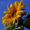 🌻 matahari 🌻