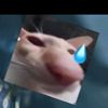 bekanjut