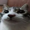 randuzim