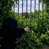 bloodorchidxx