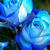 user3297406600666