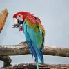 cocottep7