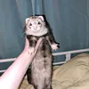 fluffy_ferrets1
