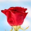 shukat.khan13