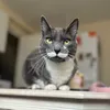 Mr_moustache_cat