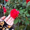 antul_hayyat