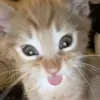 candyci6
