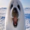 silly.seal41