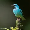 Fly sky