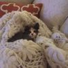 crazycatlady6174