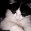 www.tiktok.comagus.com