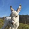Silvio the Mini Donkey Foal