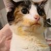 cheesykitten48