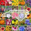 nc_wildflower_2