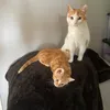 luvscats7