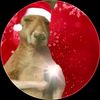 miguelito_momaso3