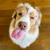 leo_the_aussielion