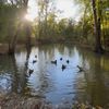 615.waterfowl