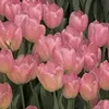 r.m__63