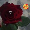 amiralove438