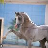 عاشق الخيل 🐎