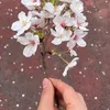 angelhyung31