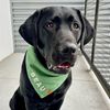 blacklab_beau
