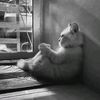 nfornam_