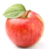 apple1612x
