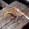 fishy_activitys