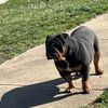 Luz Bulldog