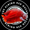 The Albino Red Oscar