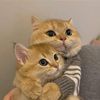 lovely.pet400