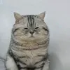 sadmeow06