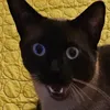 _gwyn7_