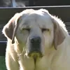 nannebruining14
