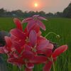 md.obidulla.hossain560